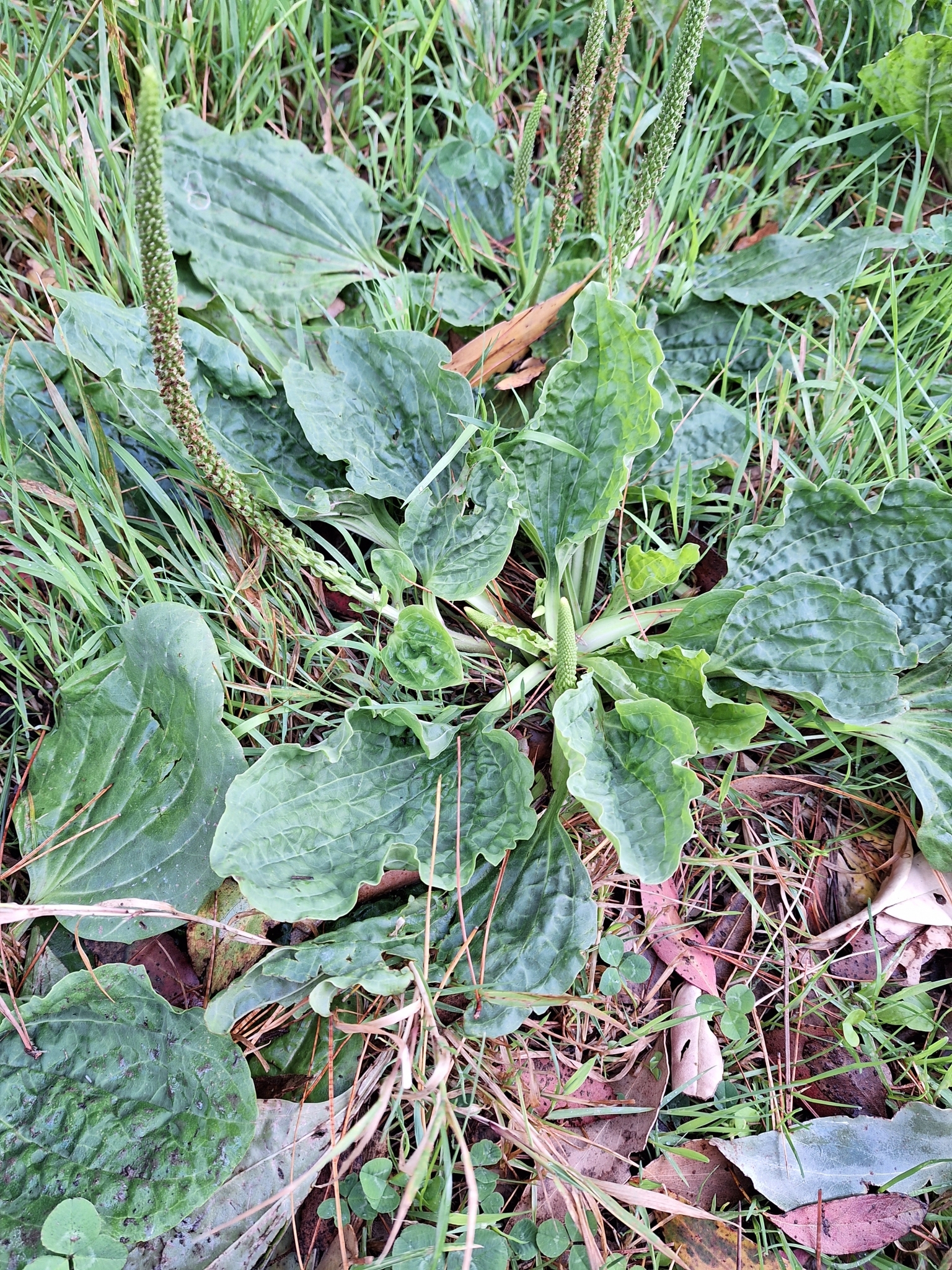 Imagem de Plantas vasculares