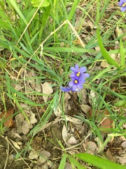 Sisyrinchium pruinosum