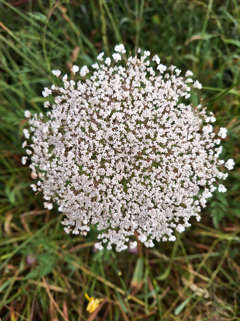Foto de Cenoura