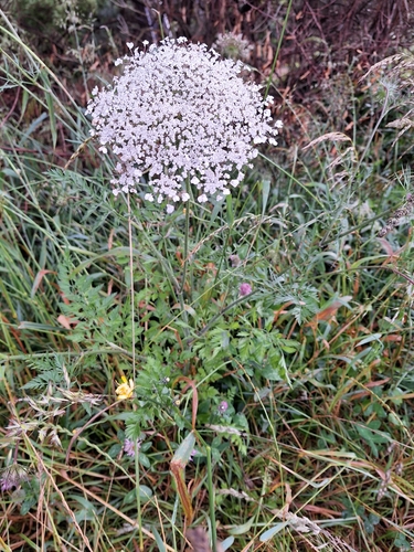 Foto de Plantas vasculares