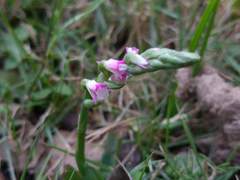 Spiranthes sinensis