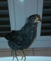 Gallus gallus domesticus