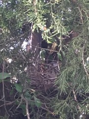 Geococcyx californianus