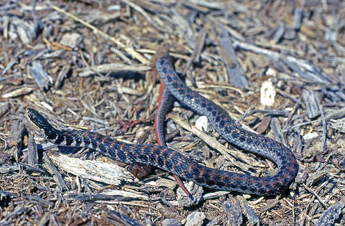 Kirtland's Snake photographed in Kentucky