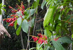 Warszewiczia coccinea