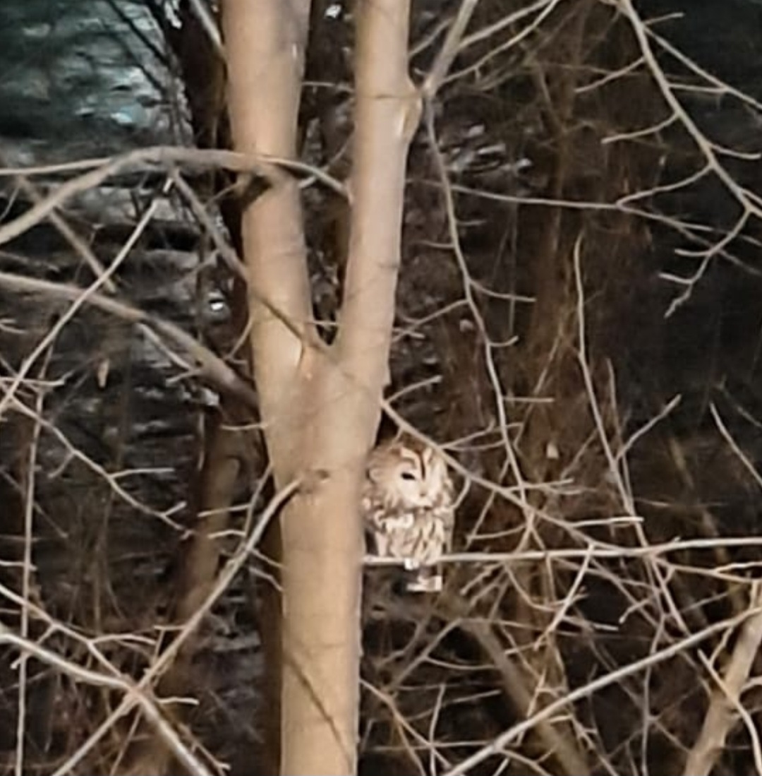 Tawny Owl