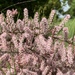 Small-flowered Tamarisk - Photo (c) Dana L. Brown, some rights reserved (CC BY-NC-SA), uploaded by Dana L. Brown