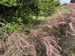 Tamarix parviflora