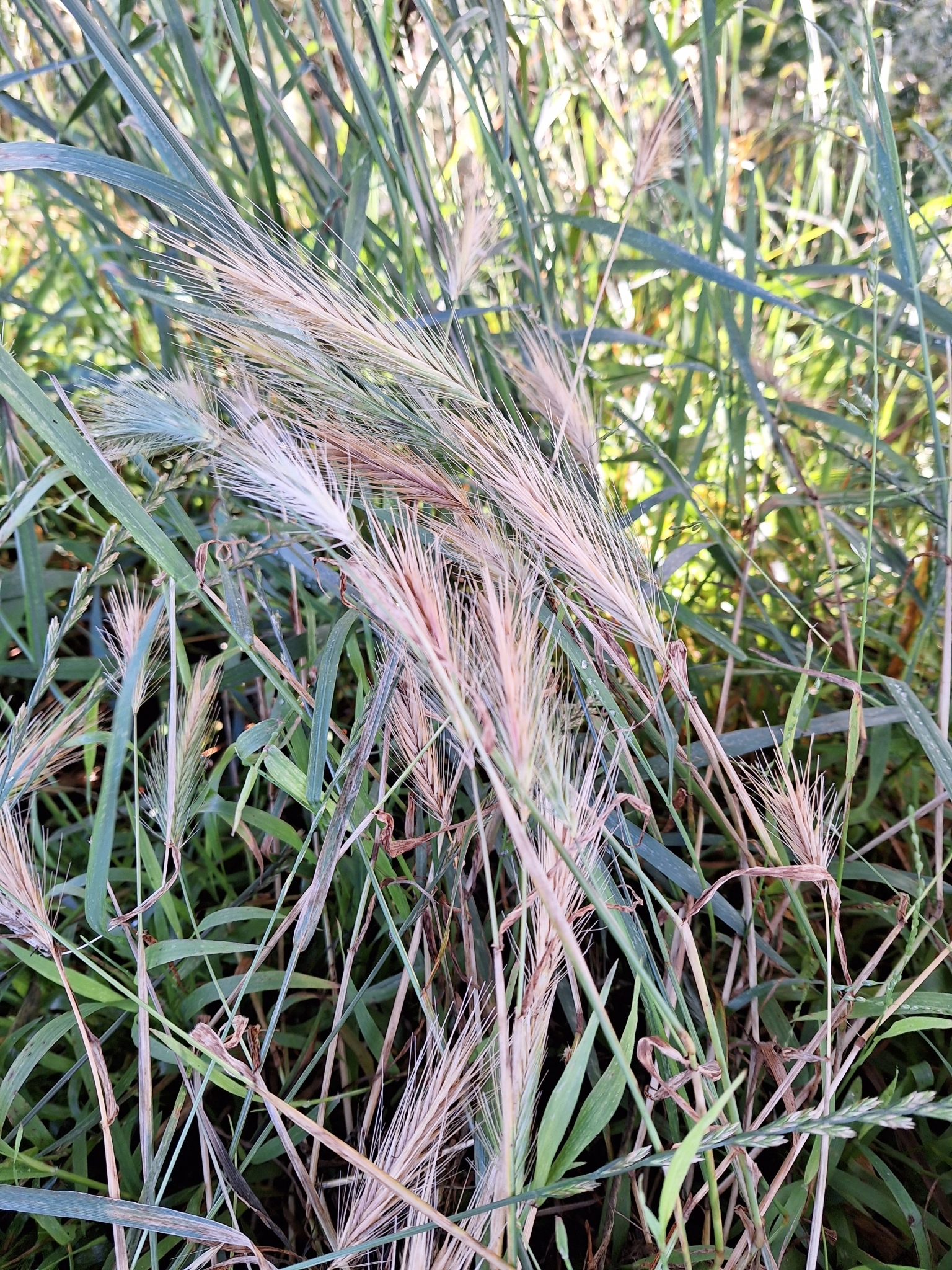 Imagem de Plantas vasculares