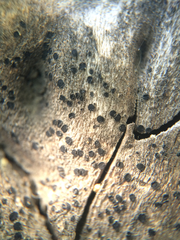 Lecanoromycetes