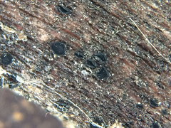 Lecanoromycetes