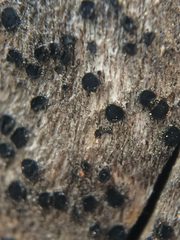 Lecanoromycetes