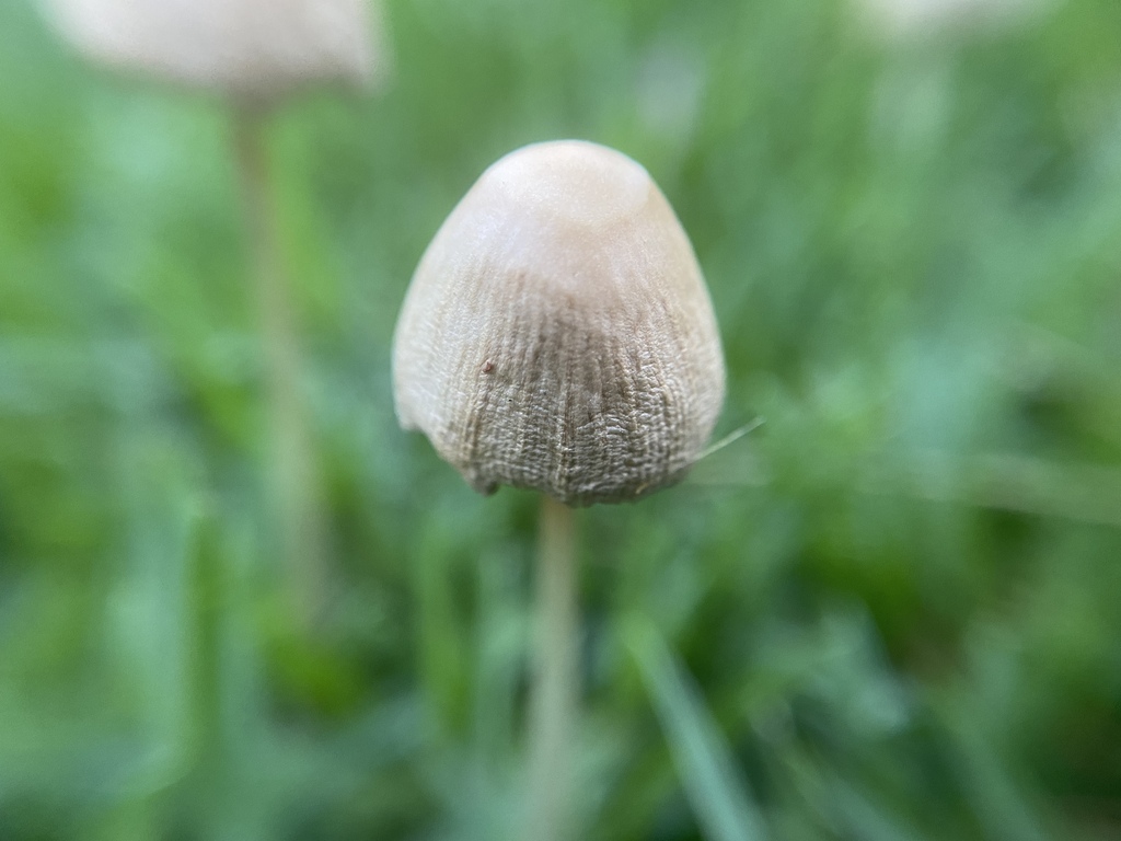 Conocybe apala · December 2023 · photo: © carancho (iNaturalist, cc-by)