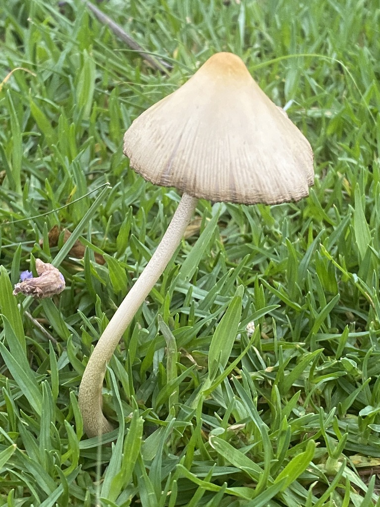 Conocybe apala · December 2023 · photo: © carancho (iNaturalist, cc-by)