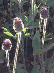 Trifolium albopurpureum