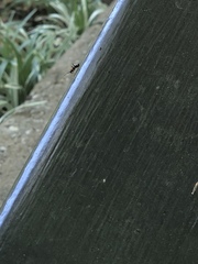 Pseudoxenetus regalis