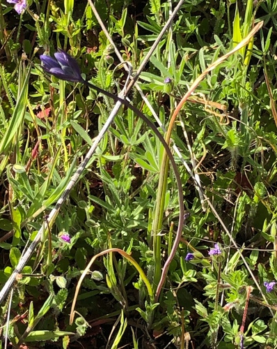 iNaturalist observation photo of blue dicks