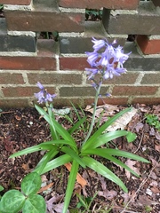 Hyacinthoides hispanica