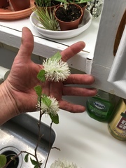Fothergilla major