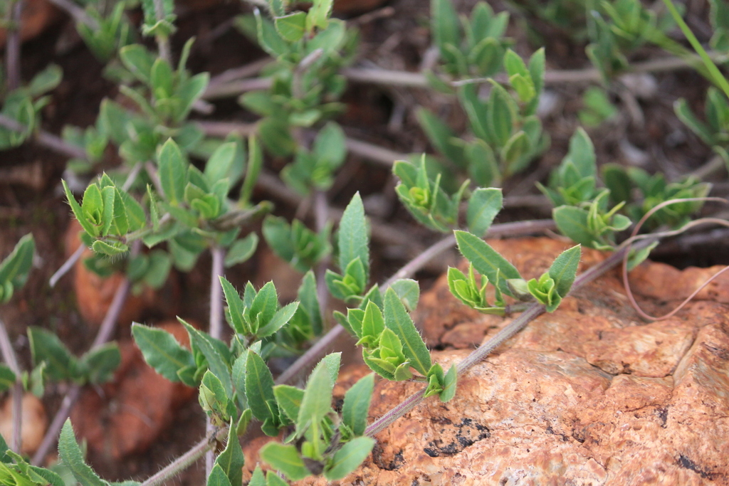 Barleria macrostegia from West Rand District Municipality, South Africa ...