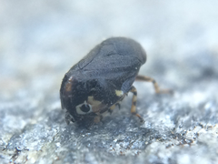 Clastoptera lineatocollis