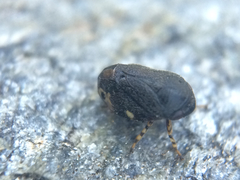 Clastoptera lineatocollis