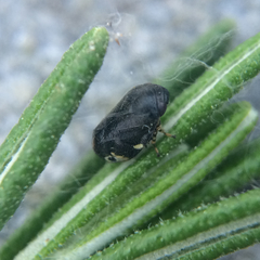 Clastoptera lineatocollis