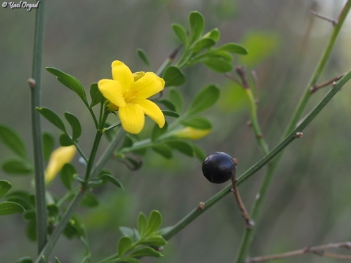Wild Jasmine