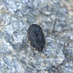Clastoptera lineatocollis