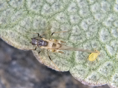Eucarazzia elegans