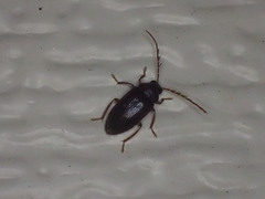 Ptilodactyla