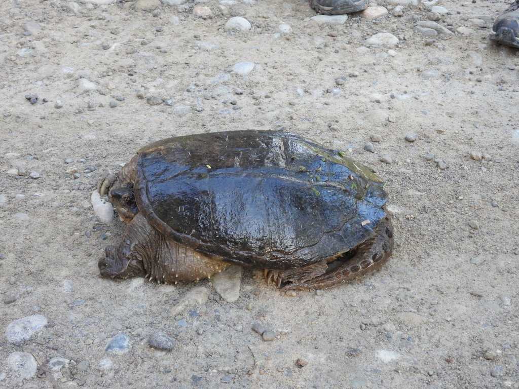 Central American Snapping Turtle In December 2023 By Keithw1 INaturalist   Large 