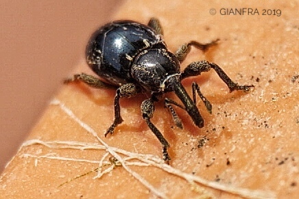Chalybodontus