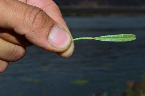 Image of Ladeania lanceolata by (c) Gabriel Campbell-Martinez, some rights reserved (CC BY)
