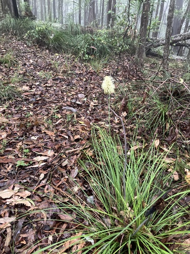 Foto de Plantas vasculares