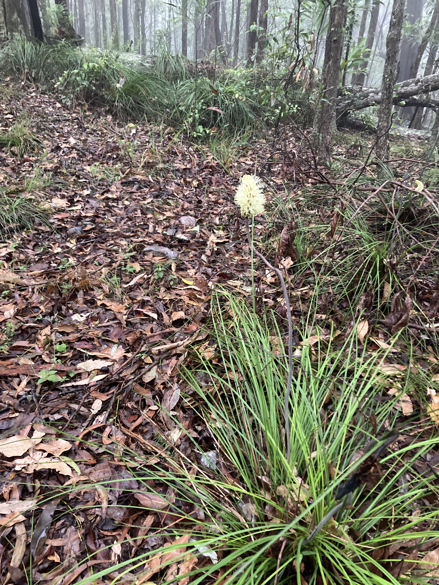 Imagem de Plantas vasculares