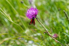 Zygaena purpuralis