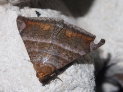Buzara onelia