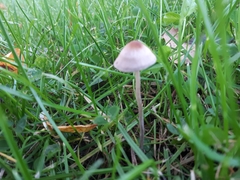 Panaeolus subbalteatus