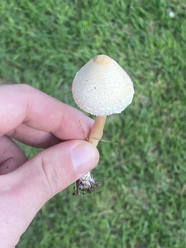 Chlorophyllum hortense · December 2023 · photo: © carancho (iNaturalist, cc-by)