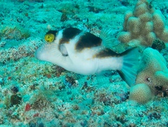 Canthigaster coronata