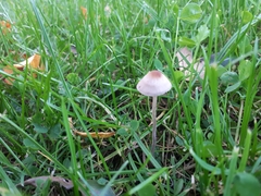 Panaeolus subbalteatus