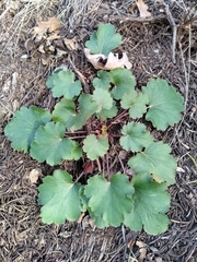 Heuchera pulchella