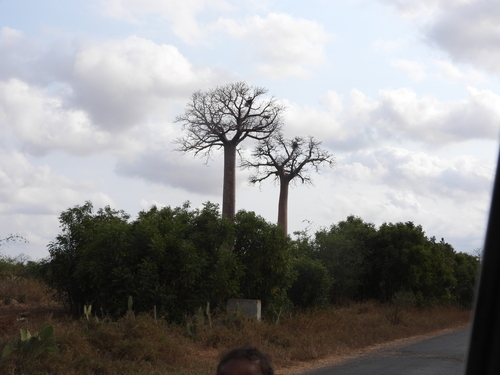 Image of Adansonia za by (c) amantedarmanin, some rights reserved (CC BY)