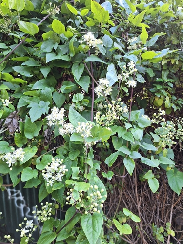 Foto de Plantas vasculares