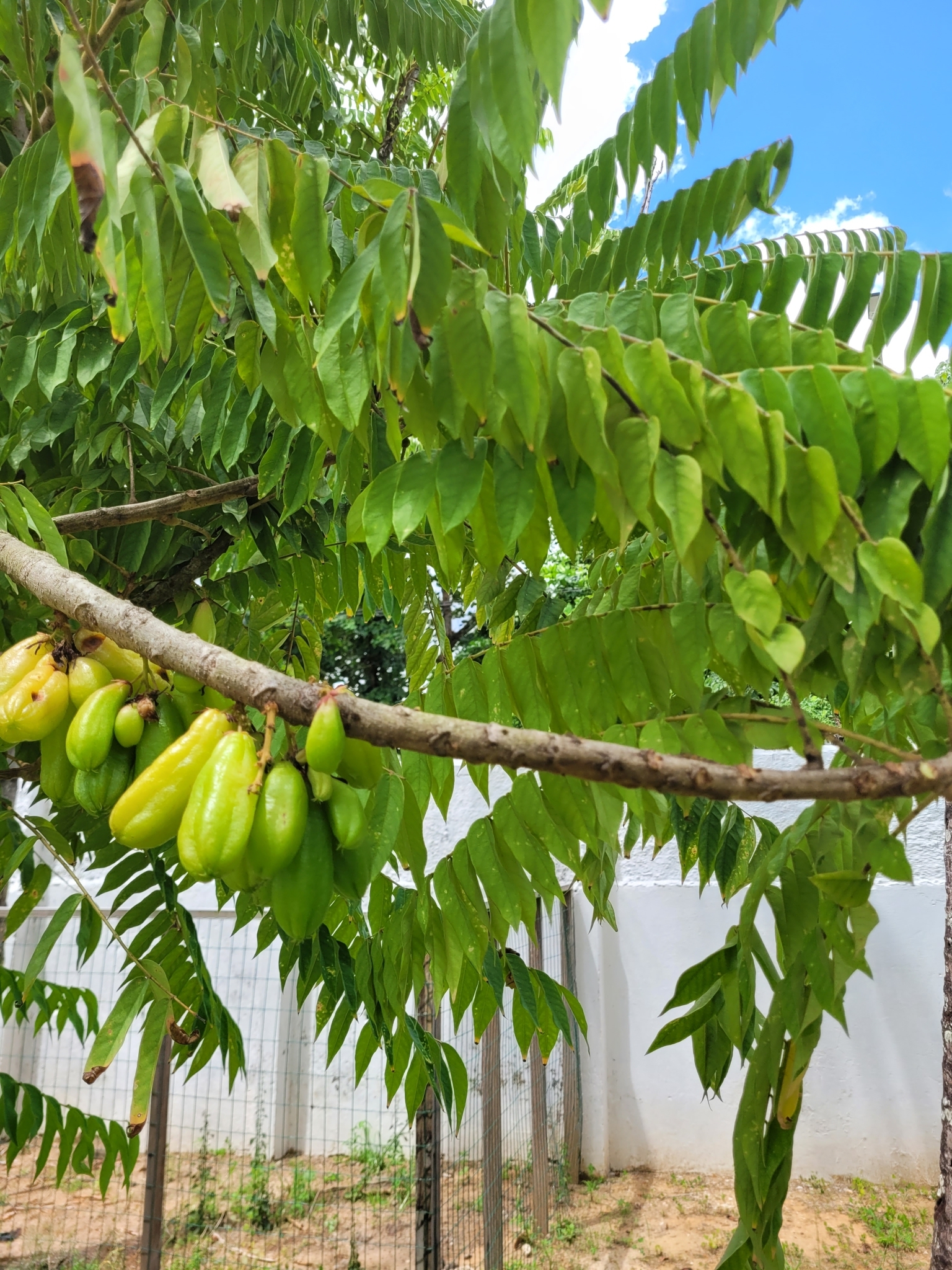 Averrhoa bilimbi