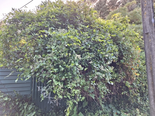 Foto de Plantas vasculares