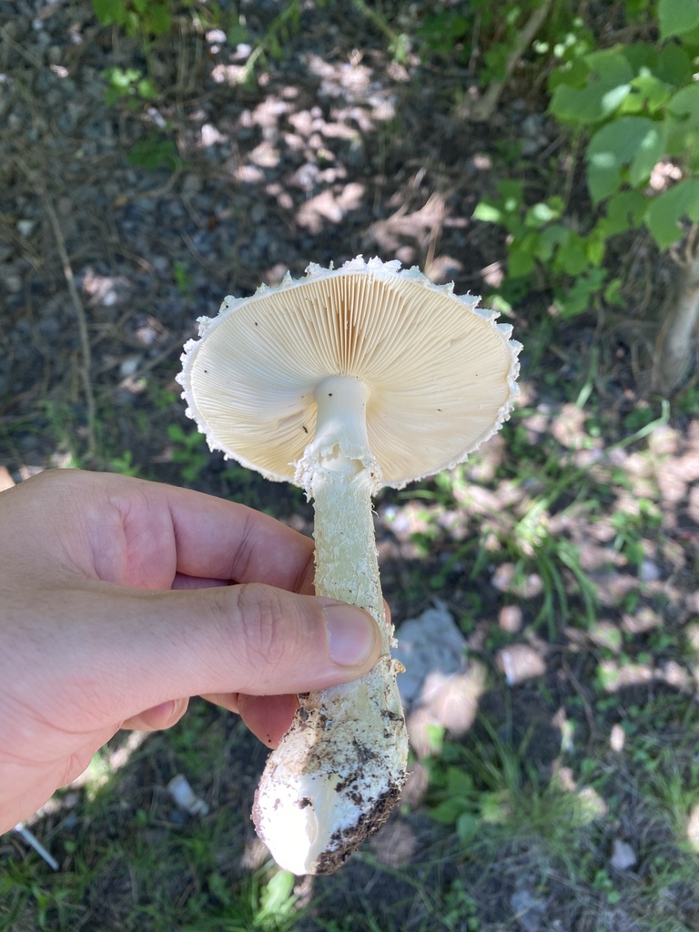 Amanita foetens · December 2023 · photo: © carancho (iNaturalist, cc-by)