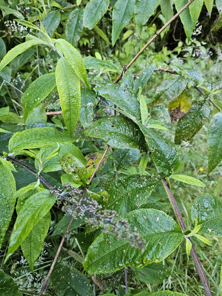 Foto de Verônica