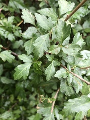 Allophylus decipiens